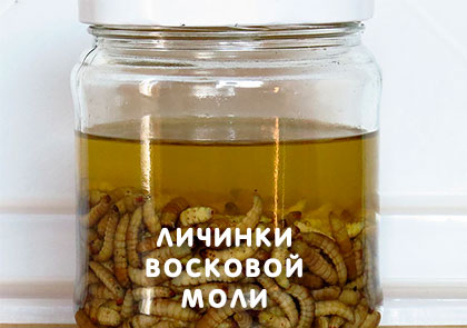 личинки восковой моли, экстракт восковой моли купить в Кемерово